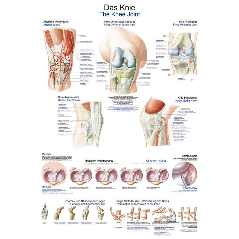 Erler Zimmer Anatomische Lehrtafel, Das Knie Unkategorisiert online kaufen