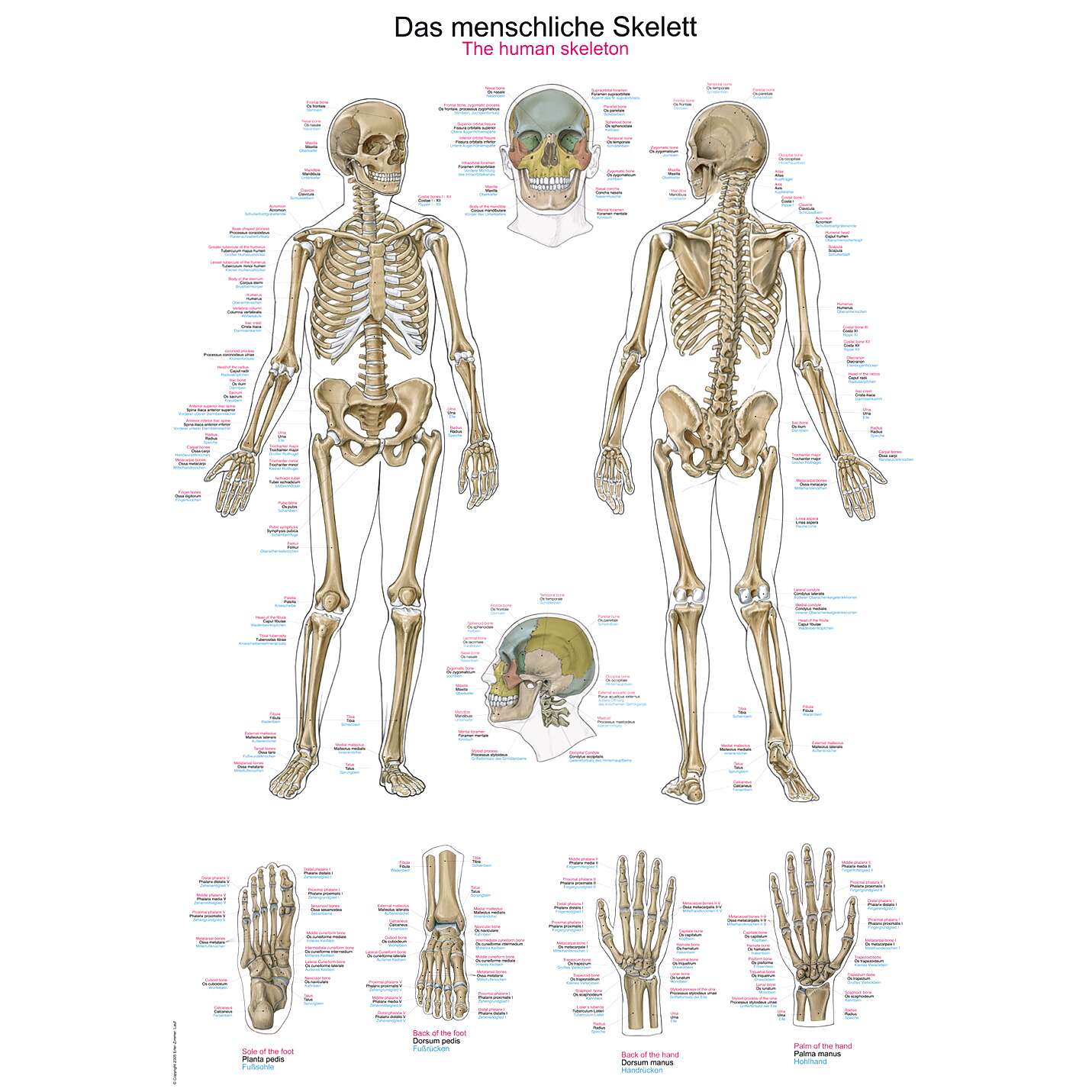 Erler Zimmer Anatomische Lehrtafel, Das menschliche Skelett Unkategorisiert online kaufen