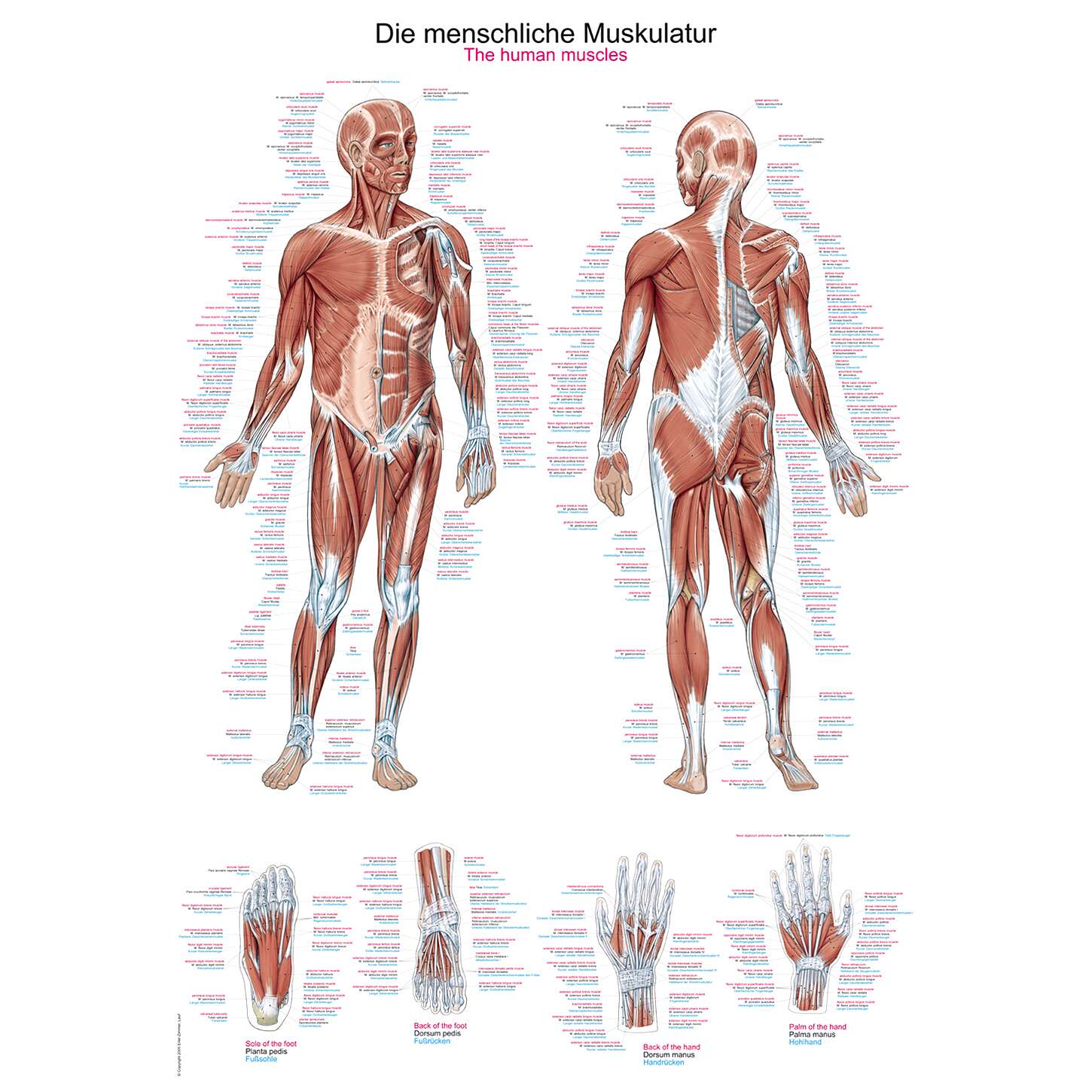 Erler Zimmer Anatomische Lehrtafel, Die menschliche Muskulatur Unkategorisiert online kaufen