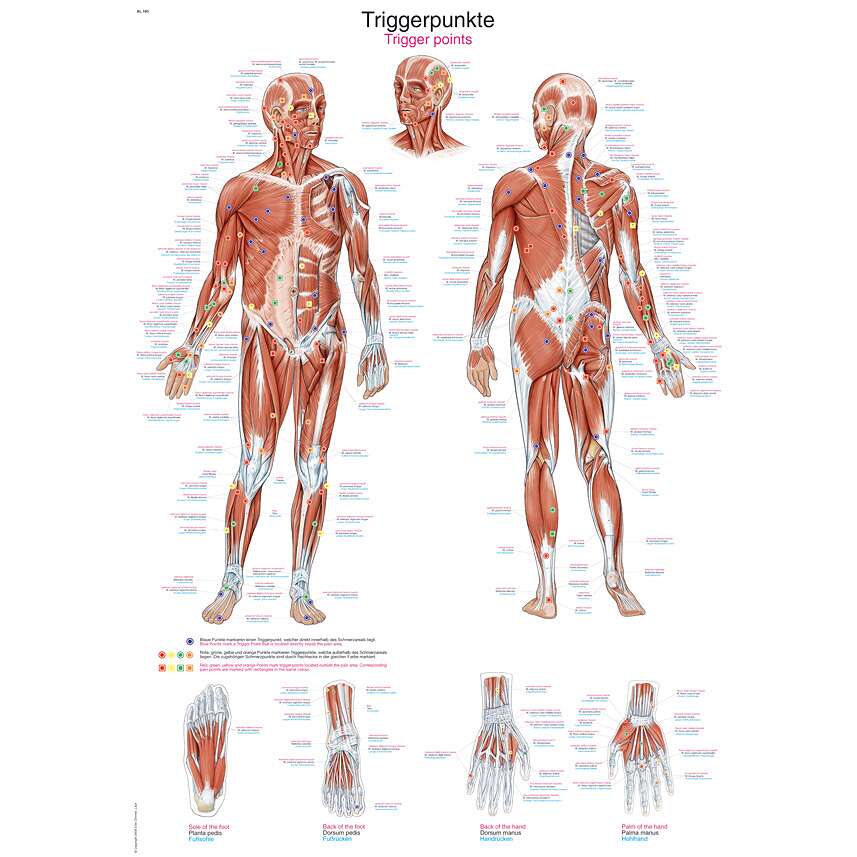 Erler Zimmer Anatomische Lehrtafel, Die Triggerpunkte Unkategorisiert online kaufen
