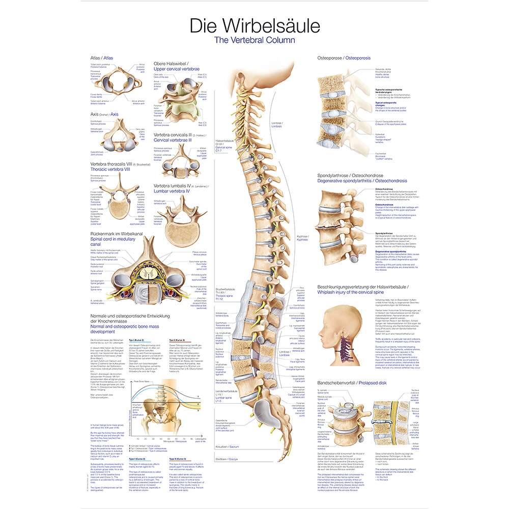 Erler Zimmer Anatomische Lehrtafel, Die Wirbelsäule Unkategorisiert online kaufen