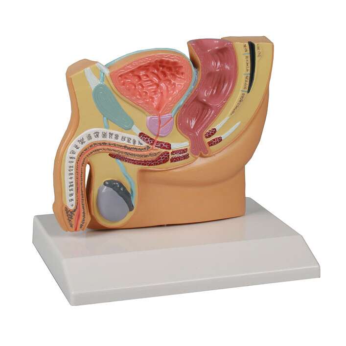 Erler Zimmer Anatomisches Modell "Becken", Männlich Unkategorisiert online kaufen Erler Zimmer Anatomisches Modell "Becken", Männlich Unkategorisiert online kaufen