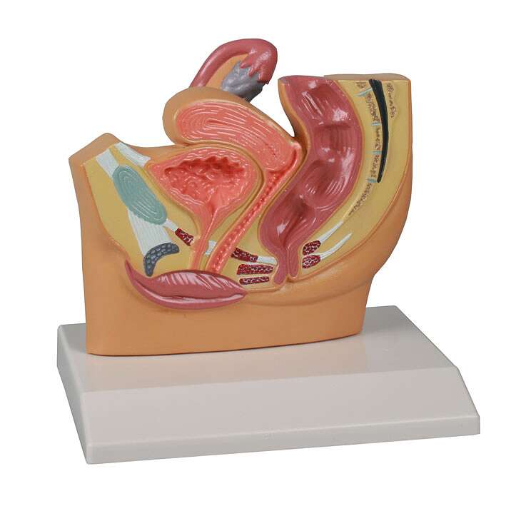 Erler Zimmer Anatomisches Modell "Becken", Weiblich Unkategorisiert online kaufen