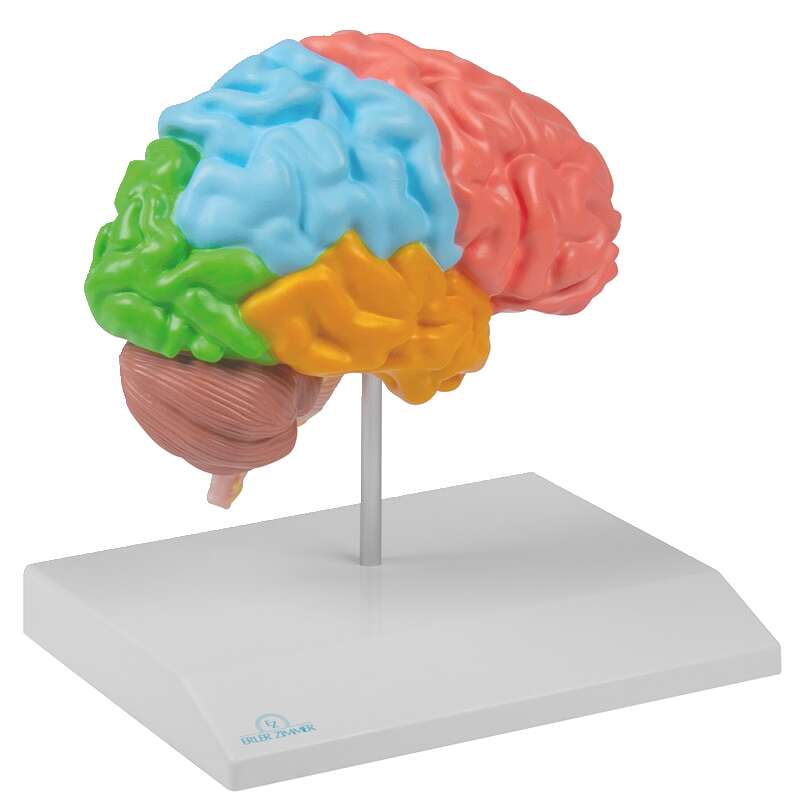 Erler Zimmer Anatomisches Modell "Gehirnhälfte regional und lebensgroß" Unkategorisiert online kaufen