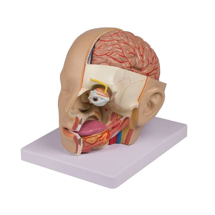 Erler Zimmer Anatomisches Modell "Kopf" Unkategorisiert online kaufen