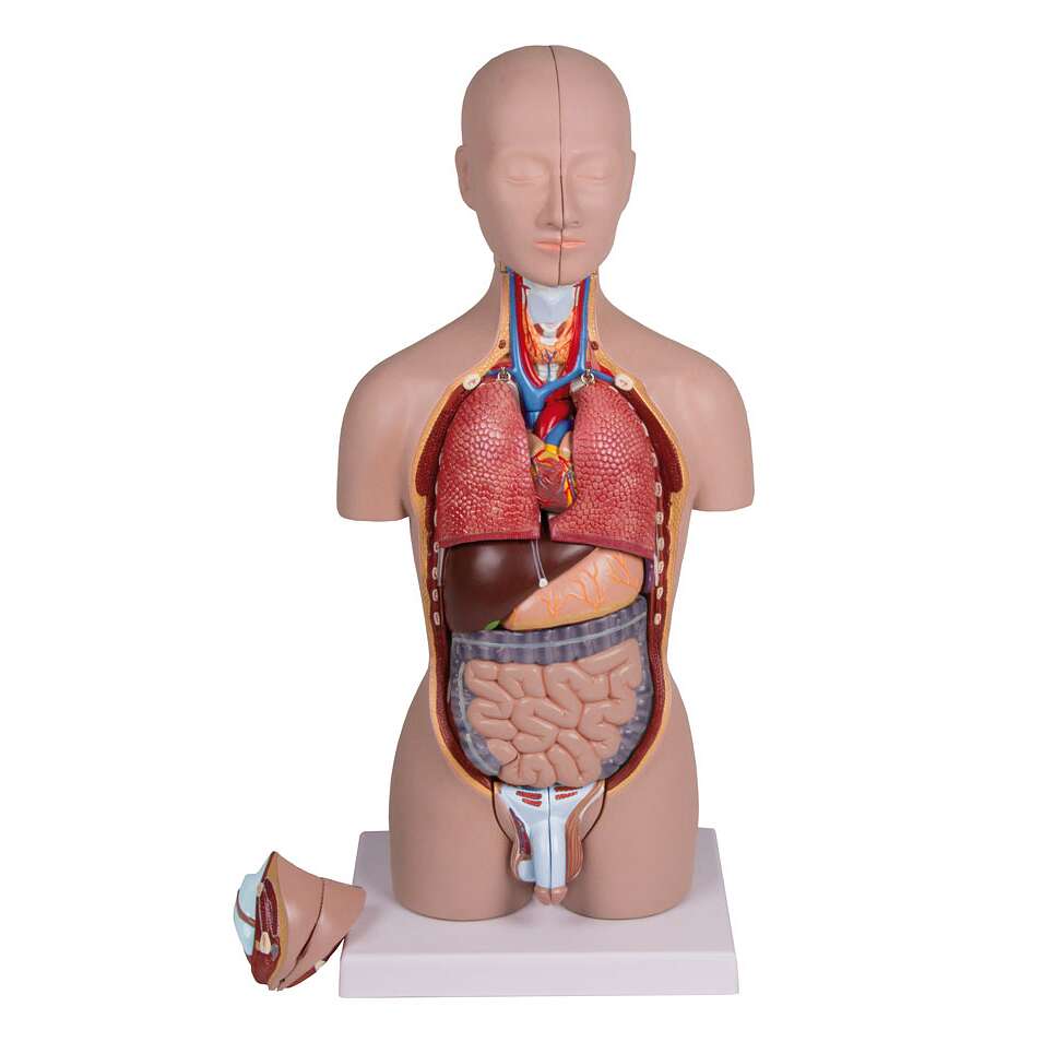 Erler Zimmer Anatomisches Modell "Miniatur-Torso" Unkategorisiert online kaufen
