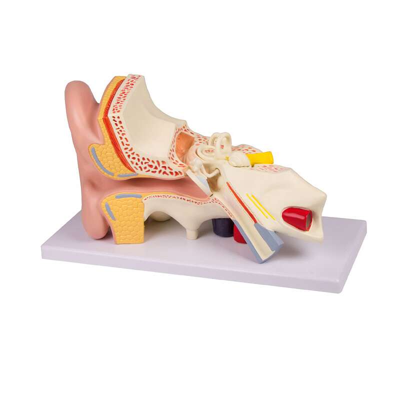 Erler Zimmer Anatomisches Modell "Ohr" Unkategorisiert online kaufen