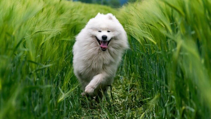 Sport und Bewegung mit dem Hund: Gemeinsam etwas unternehmen und fit bleiben