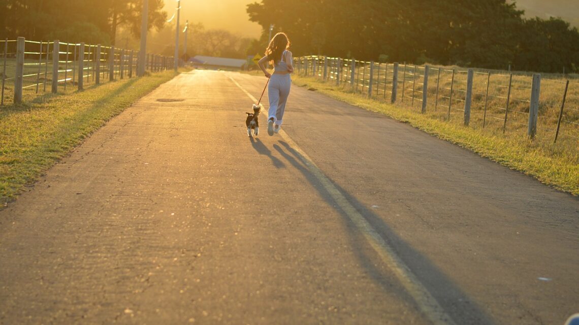 Nährstoffbedarf: Wenn der Hund sportlich und agil ist